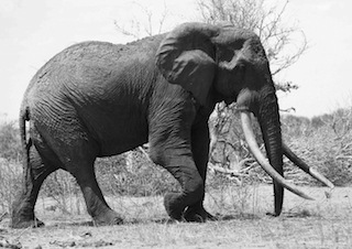 Satao Elephant